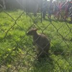 Wycieczka do Wioski Indiańskiej (3)